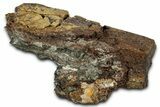 Fossil Dinosaur Bone Section - Wyoming #330995-1